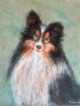 Honden Fransje 7 jaar 50x40cm